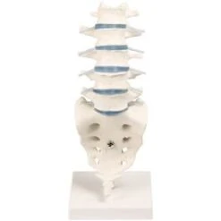 Erler-Zimmer Lumbar Spine